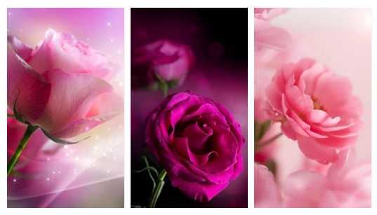 pink roses live wallpapers